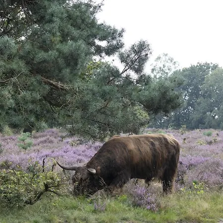 Camping Lodges Op De Posbank Rheden